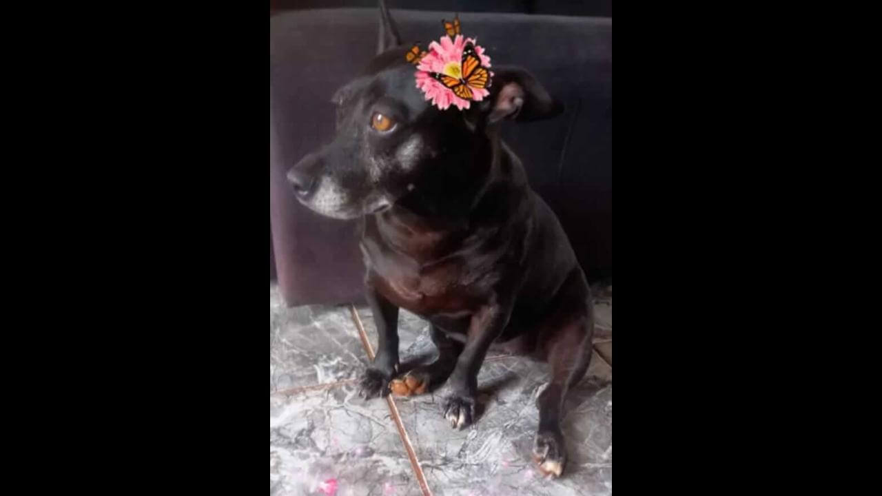 Cachorra Laila desapareceu no bairro Cataratas