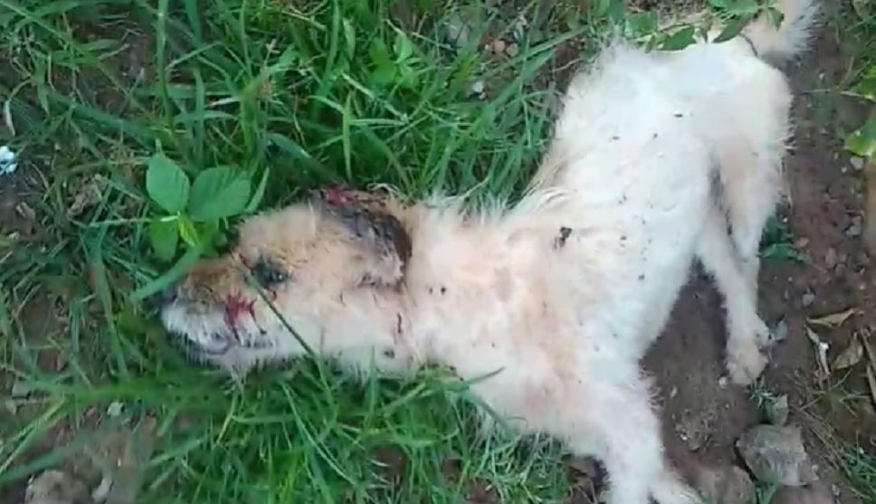 Pedido de ajuda: Cachorro é encontrado gravemente ferido na Rua Veneza