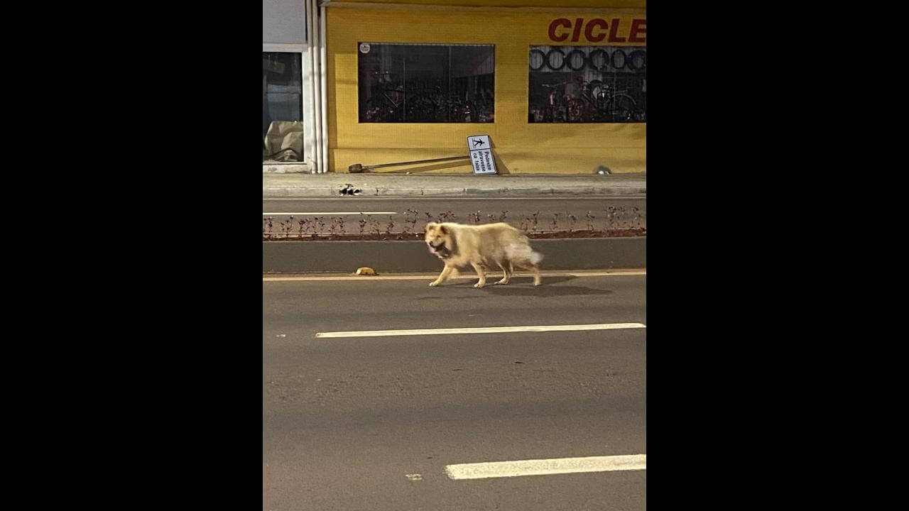 Cachorro é encontrado no bairro Maria Luiza