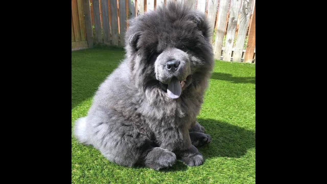 Cachorro Tigroso desapareceu no bairro Country