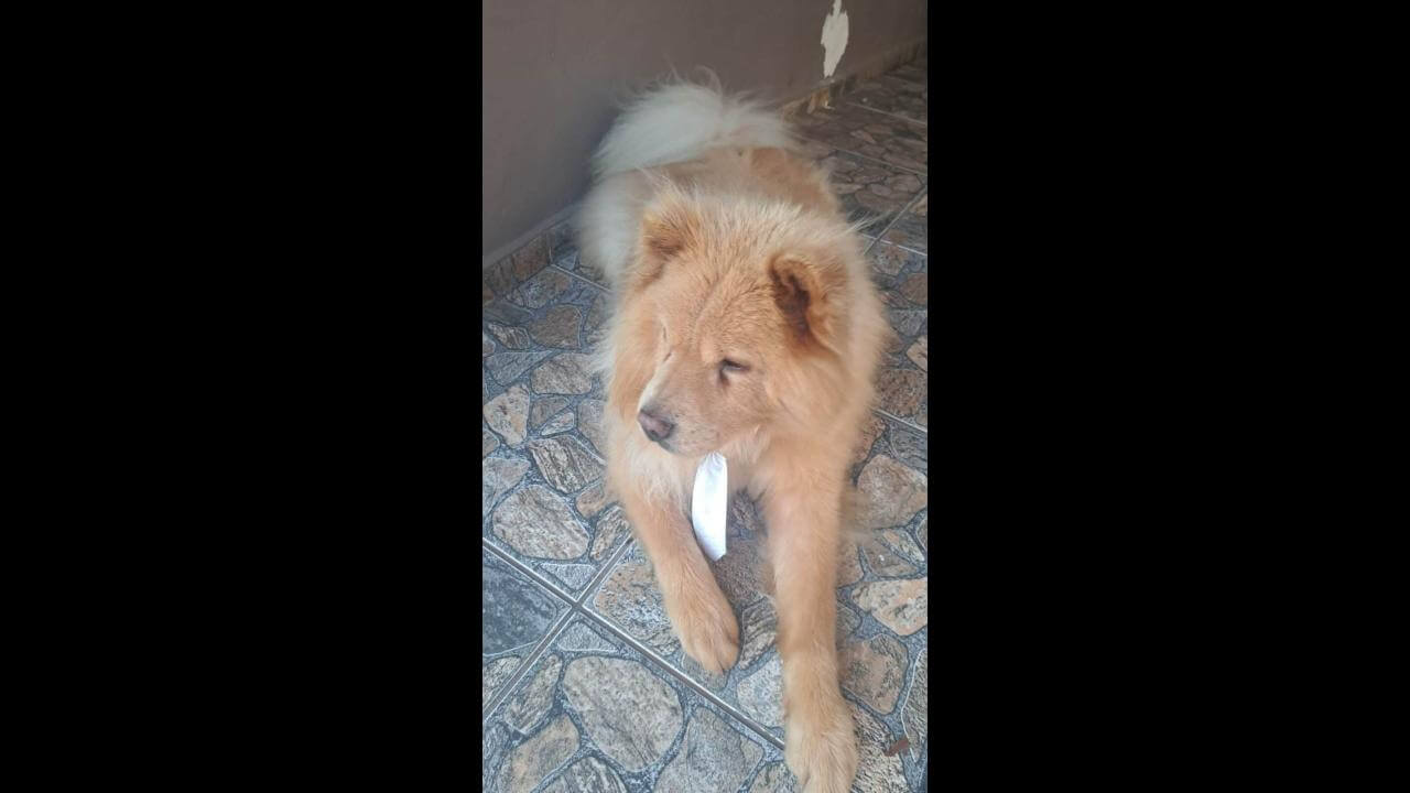 Cachorro Thor desapareceu no bairro Parque São Paulo