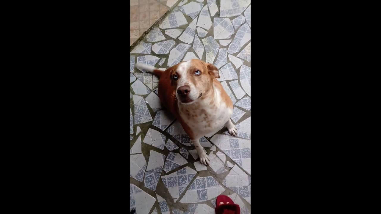 Cachorra Kiara desapareceu no bairro Cascavel Velho