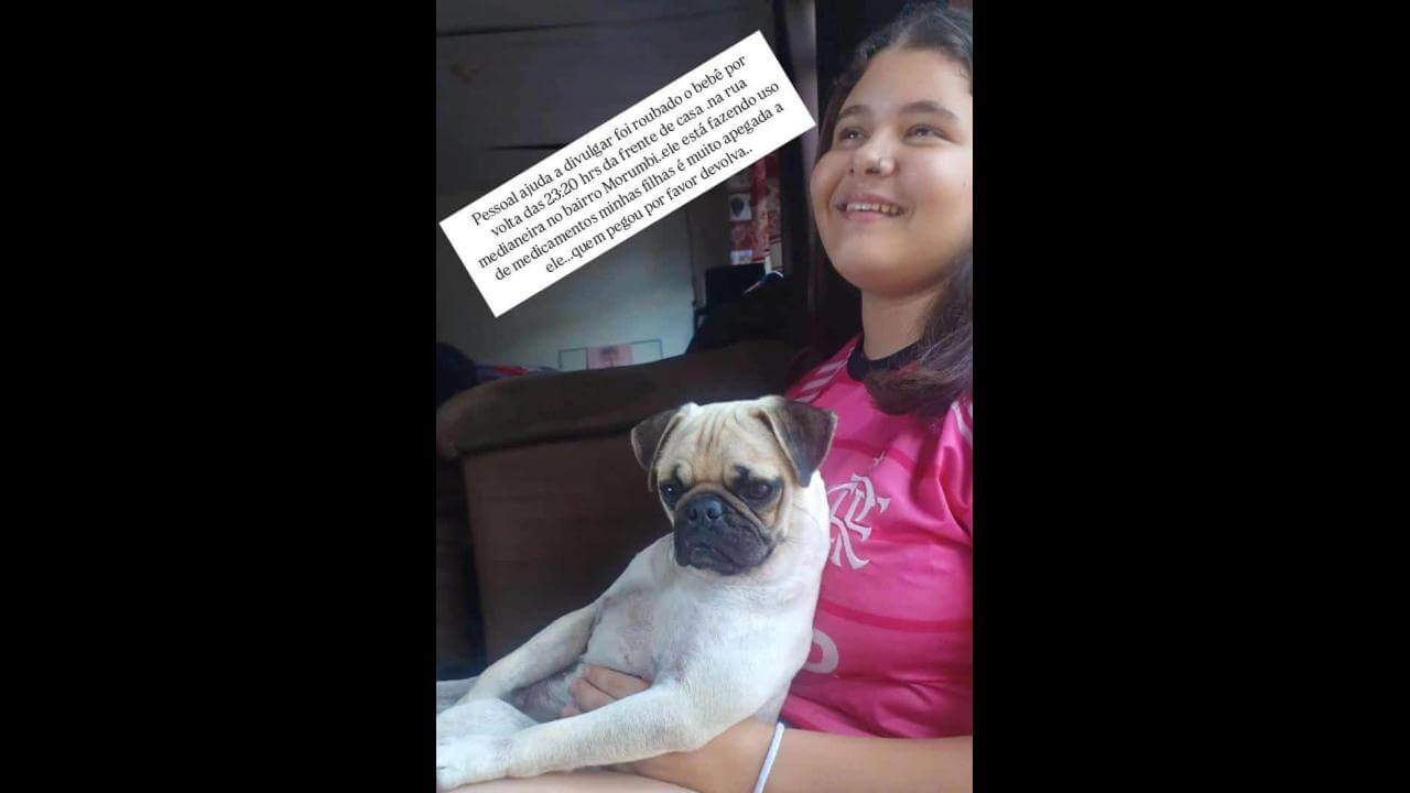 Cachorro Bebê desapareceu no bairro Morumbi