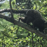 Imagem referente a Terapia adaptada diminui mortes por febre amarela em 84%