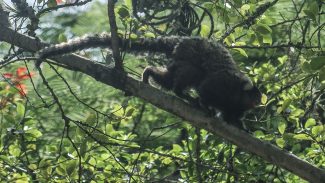 Terapia adaptada diminui mortes por febre amarela em 84%