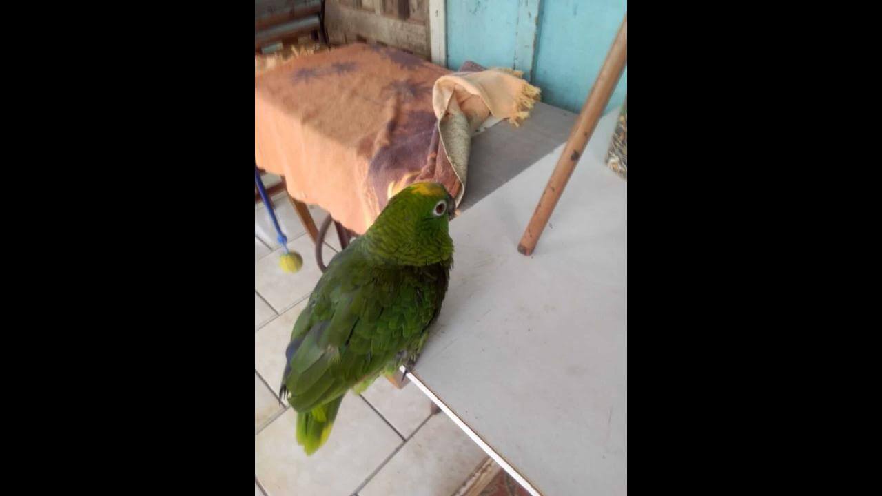 Papagaio Loro desapareceu no bairro Brasília