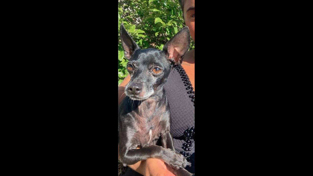Cachorro Tico desapareceu no bairro Jardim União