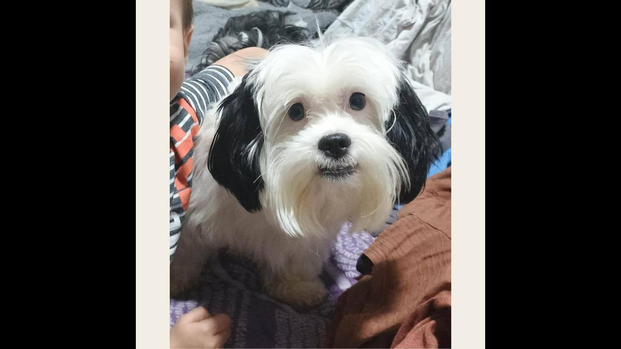 Cachorro Spike desapareceu no bairro Centro