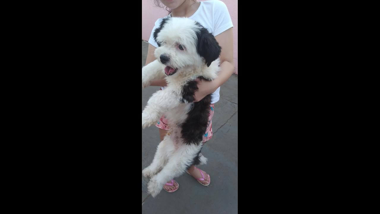 Cachorro é encontrado no bairro Centro