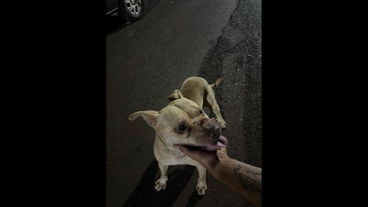 Cachorro é encontrado no bairro Santa Felicidade