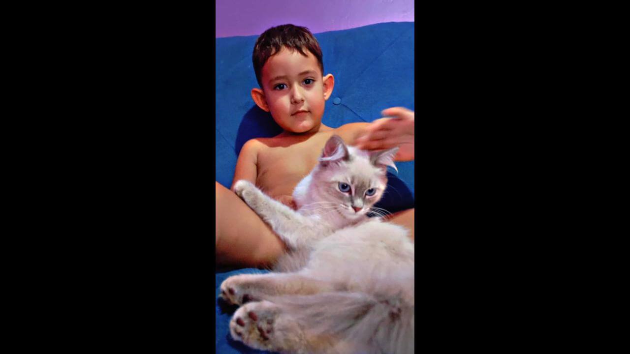 Gata Lili desapareceu no bairro Belmonte