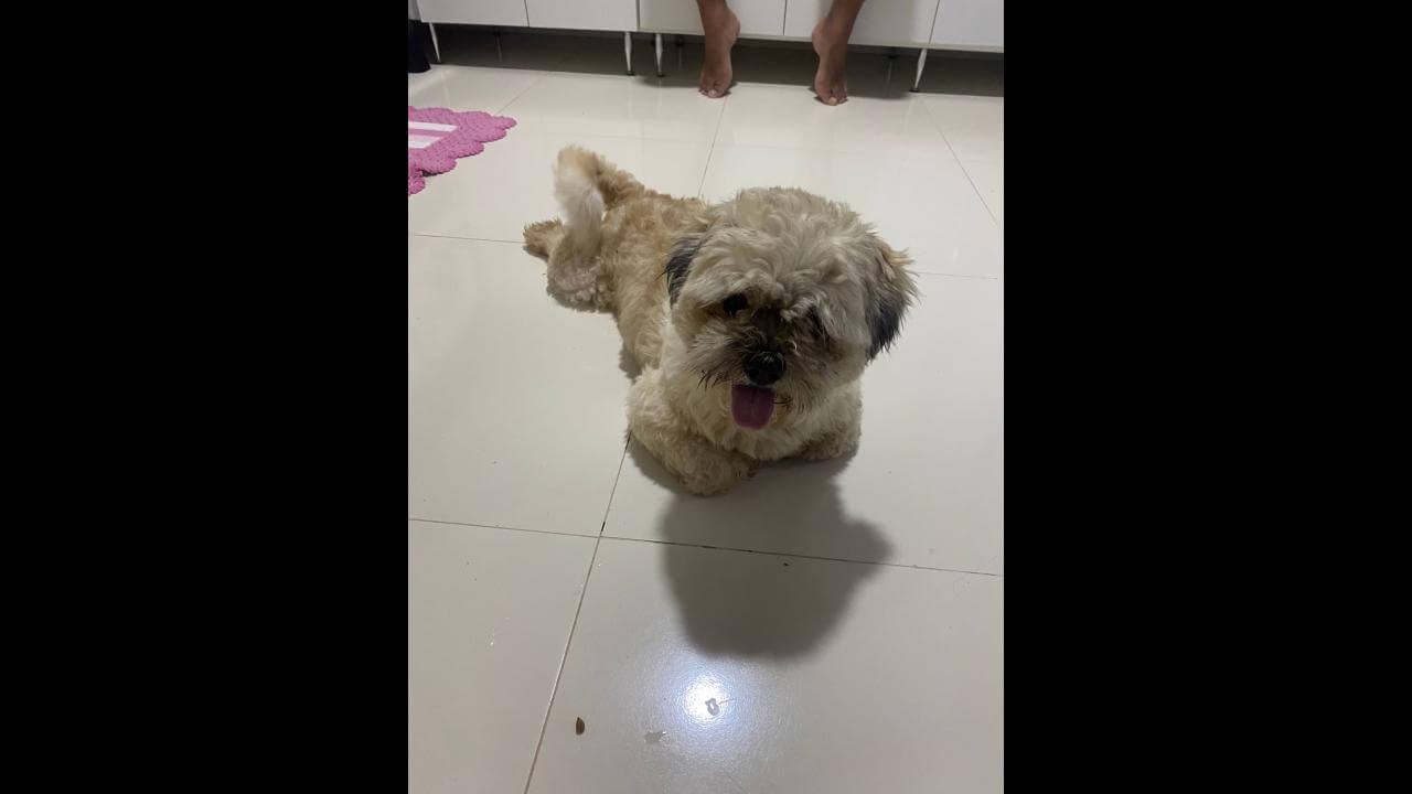 Cachorro é encontrado no bairro Alto Alegre Cachorro é encontrado no bairro Alto Alegre