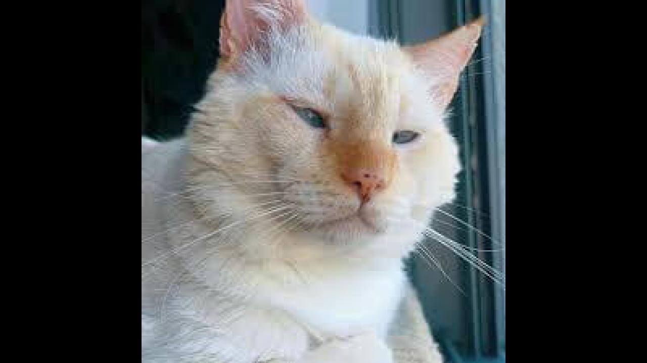 Gata xulinha desapareceu no bairro Fag Gata xulinha desapareceu no bairro Fag