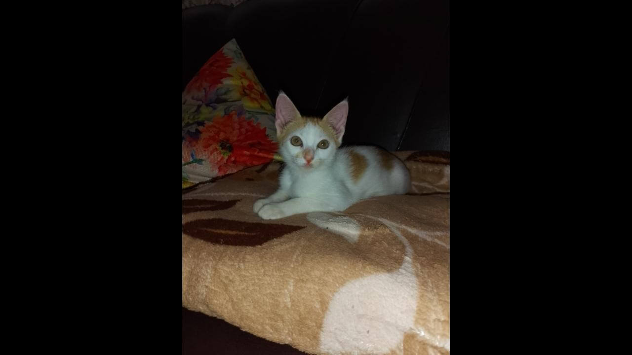 Gata Caramel desapareceu no bairro Clarito Gata Caramel desapareceu no bairro Clarito