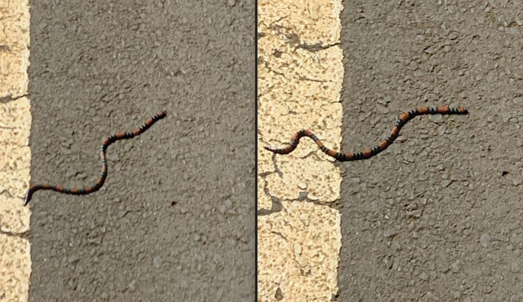 Cobra é encontrada “passeando” em pista de caminhada do Lago Municipal
