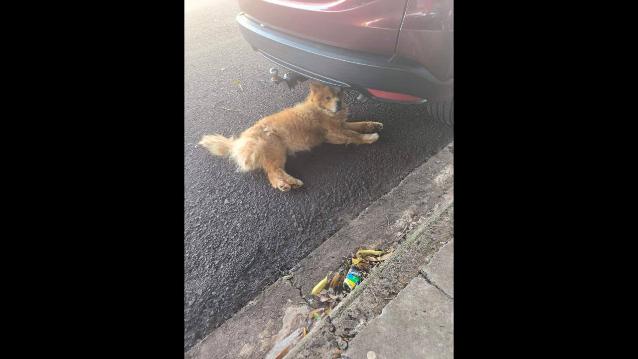 Cachorro é encontrado no bairro Região do Lago Cachorro é encontrado no bairro Região do Lago