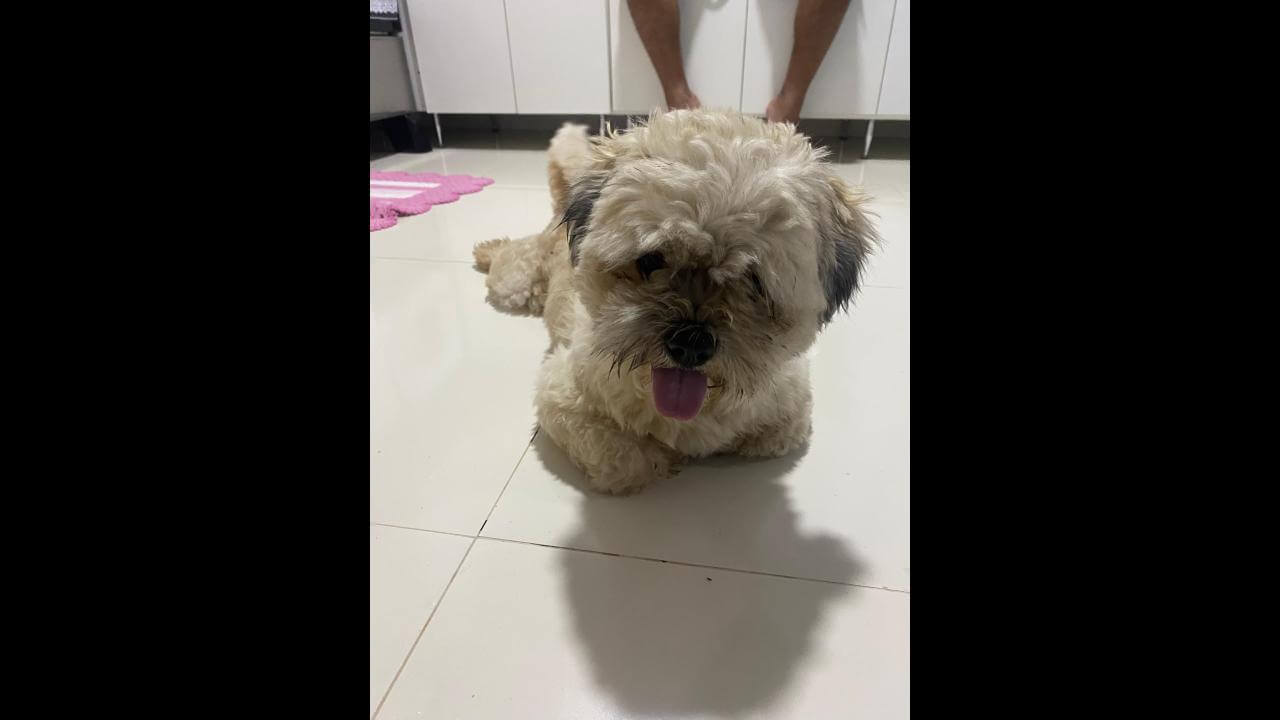 Cachorro é encontrado no bairro Alto Alegre