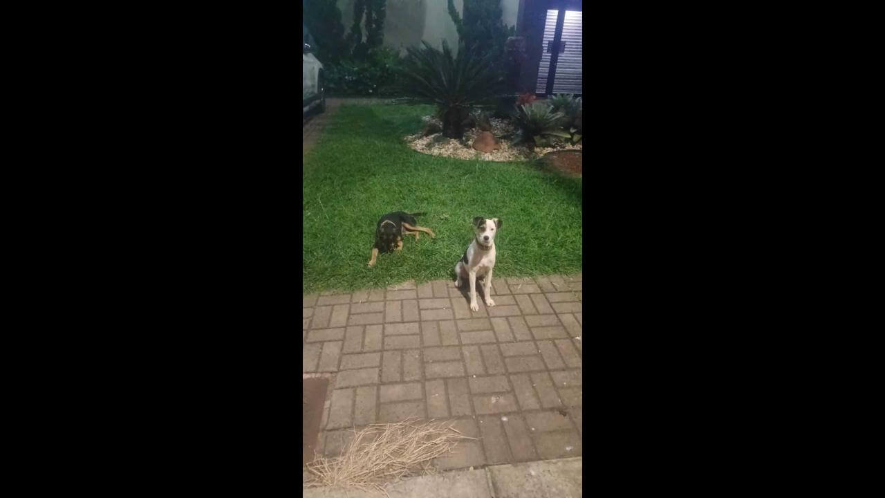 Cachorro é encontrado no bairro Pacaembu