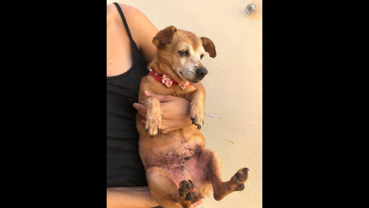 Cachorra é encontrada no bairro Sede Alvorada