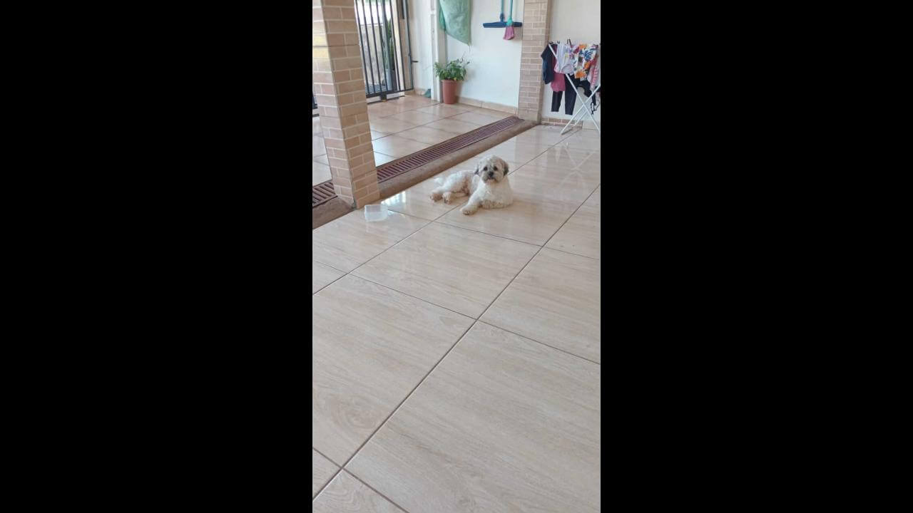 Cachorro é encontrado no bairro Alto Alegre