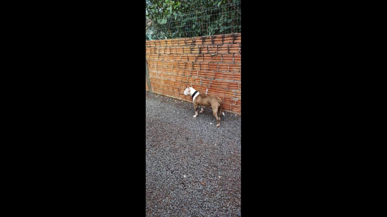 Cachorra Pit Bull atende pelo nome de Kiara desapareceu no bairro Jardim Veneza Cachorra Pit Bull atende pelo nome de Kiara desapareceu no bairro Jardim Veneza