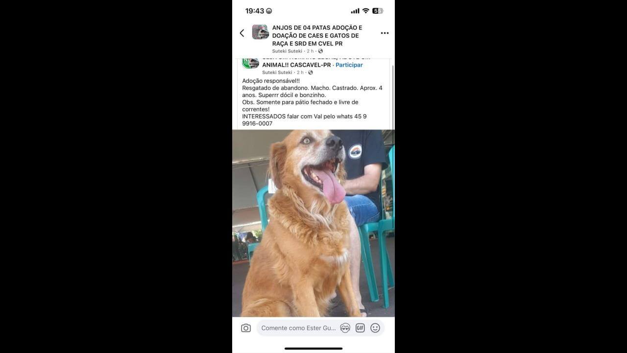 Cachorro é encontrado no bairro Centro
