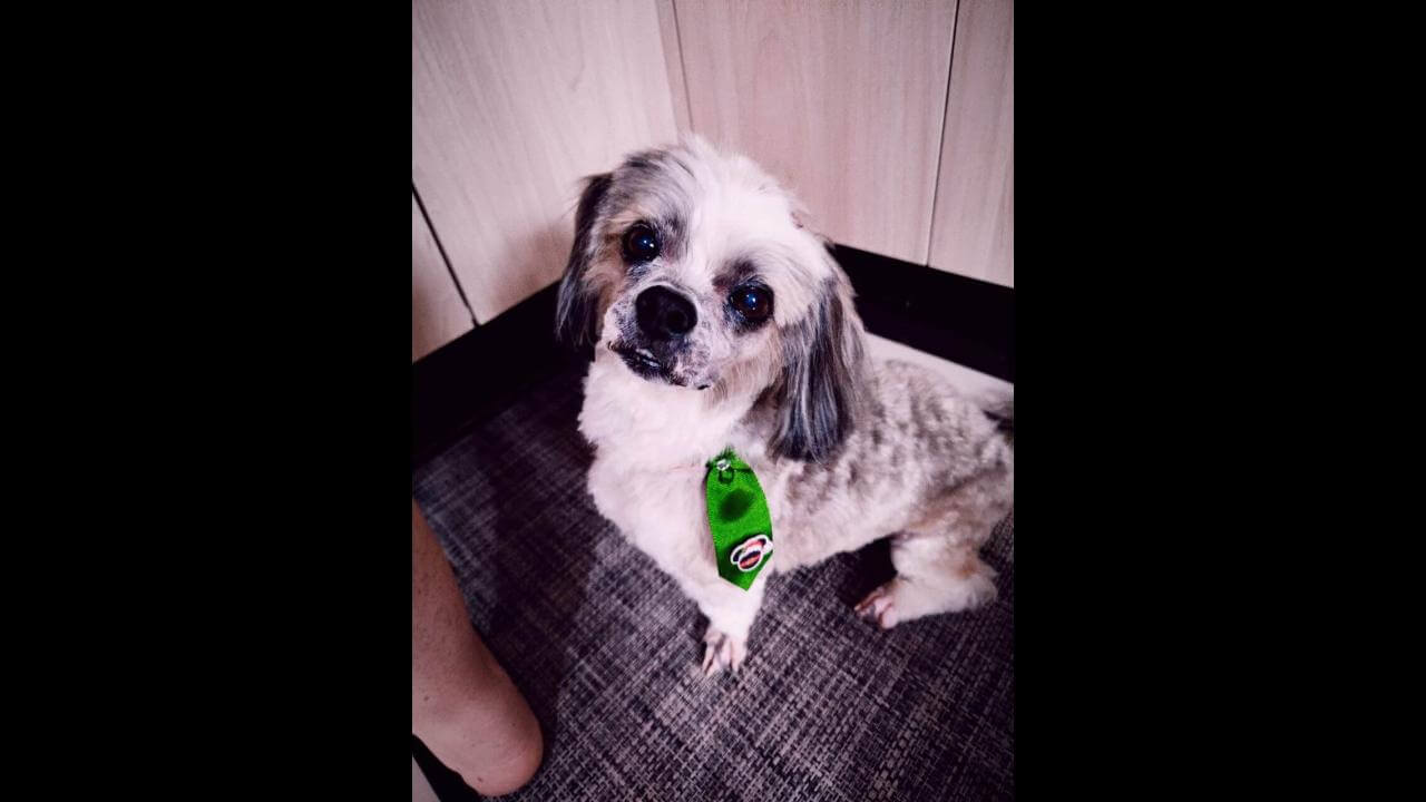 Cachorro Bola desapareceu no bairro Jardim Veneza