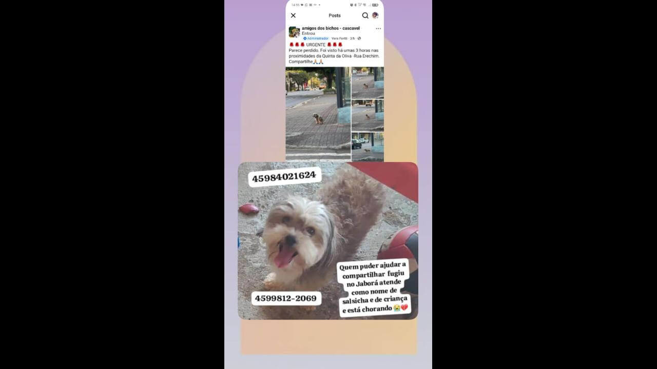 Cachorro Salsicha desapareceu no bairro Centro