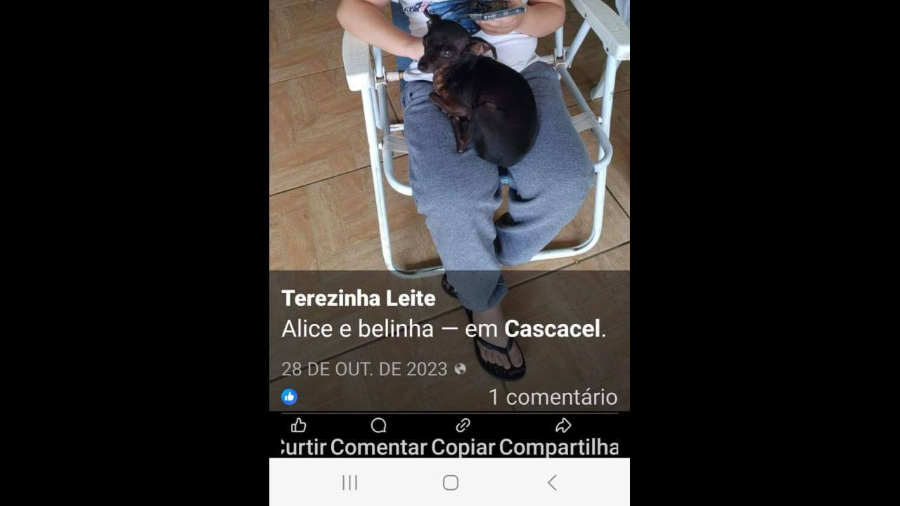 Cachorra Belinha desapareceu no bairro Clarito Cachorra Belinha desapareceu no bairro Clarito