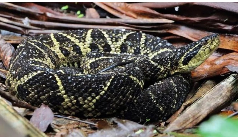 Terror: Criança é picada pela cobra mais venenosa do sul do Brasil