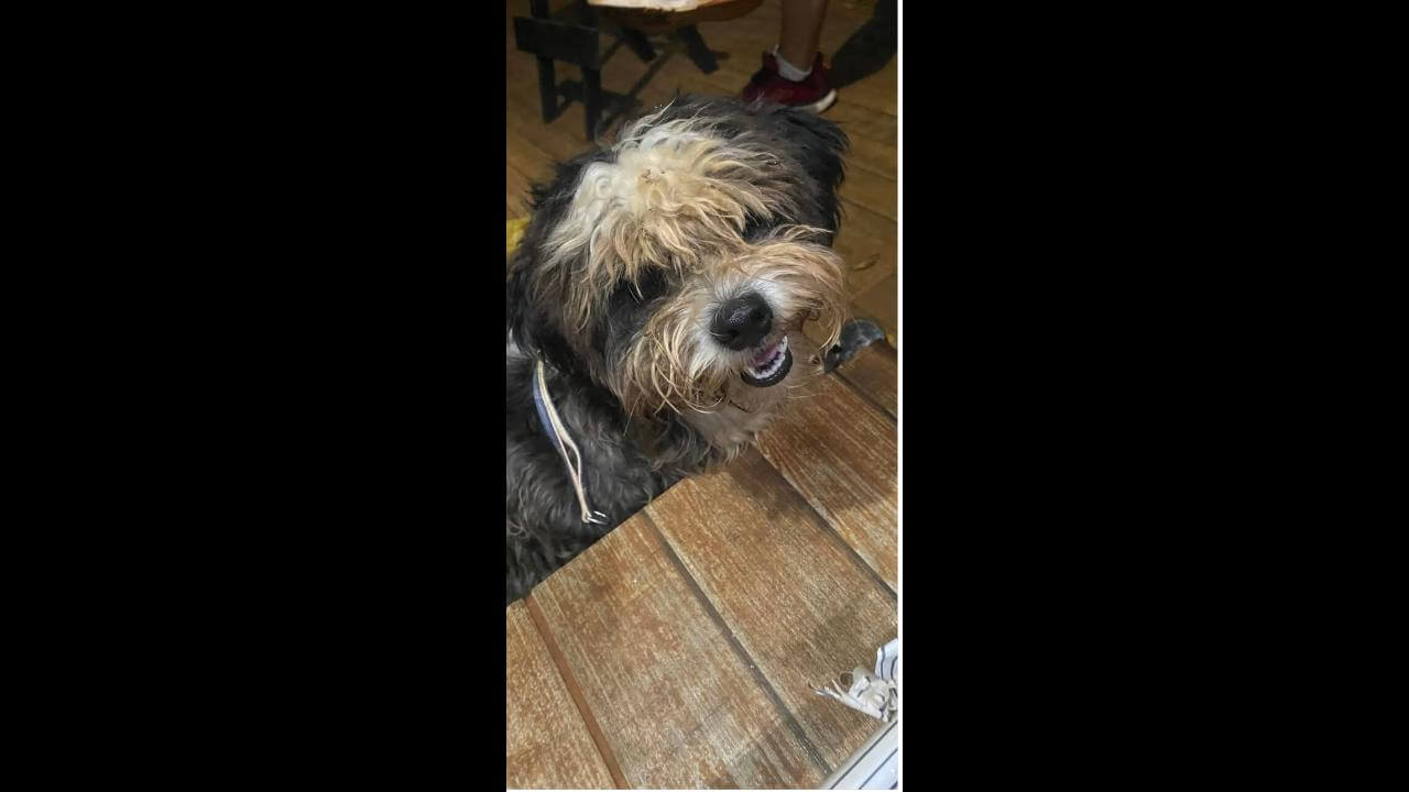 Cachorro é encontrado no bairro Alto Alegre Cachorro é encontrado no bairro Alto Alegre