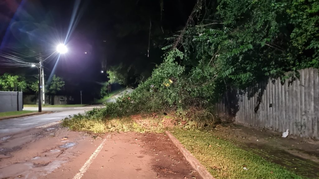 Atenção condutores! Queda de árvore é registrada na região do Parque Vitória