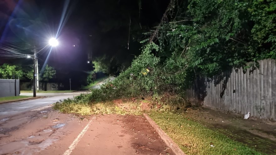 Atenção condutores! Queda de árvore é registrada na região do Parque Vitória