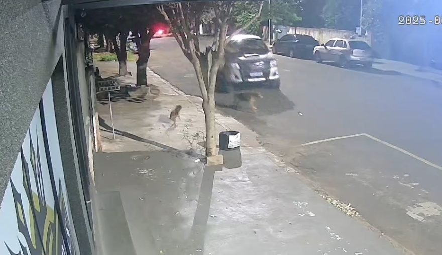Motorista que atropelou e matou cachorro em Porto Rico é identificado