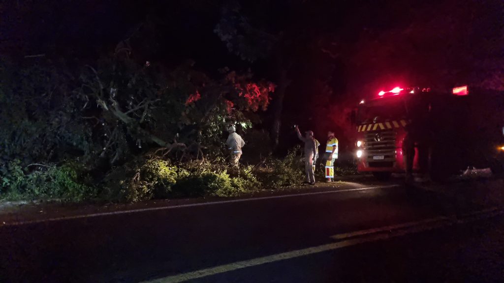 Árvore cai sobre a BR-277 e é removida pelo Corpo de Bombeiros