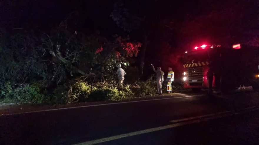 Árvore cai sobre a BR-277 e é removida pelo Corpo de Bombeiros