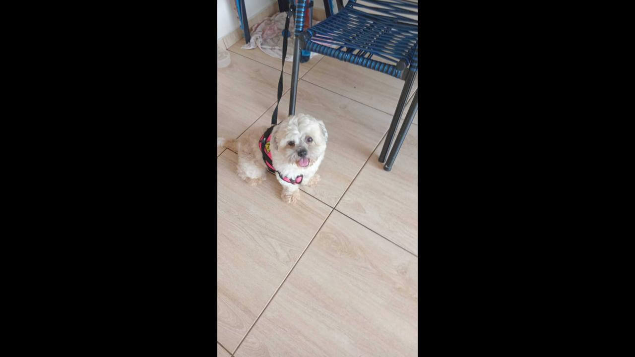 Cachorro é encontrado no bairro Alto Alegre