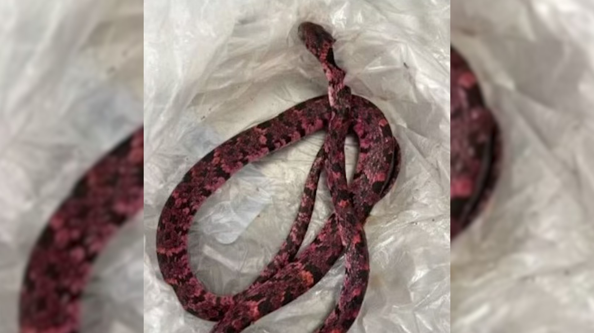 Homem vomita cobra em Mulungu, após bebedeira