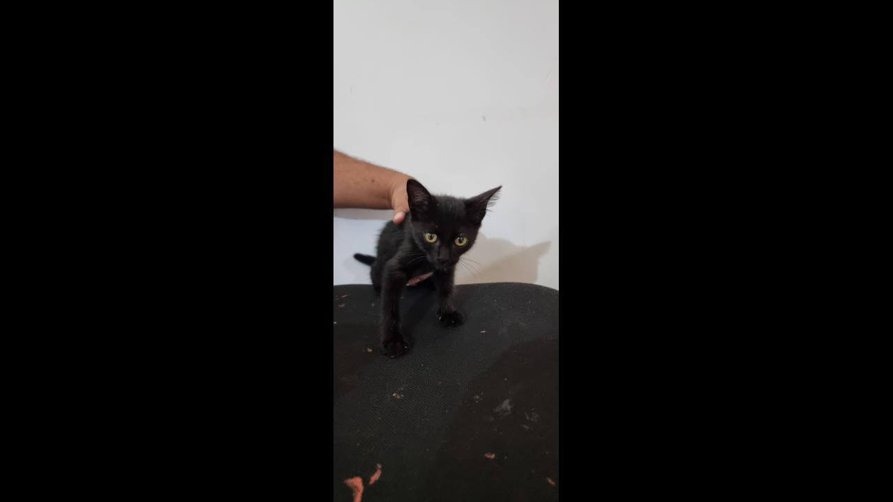 Gato é encontrado no bairro São Cristóvão