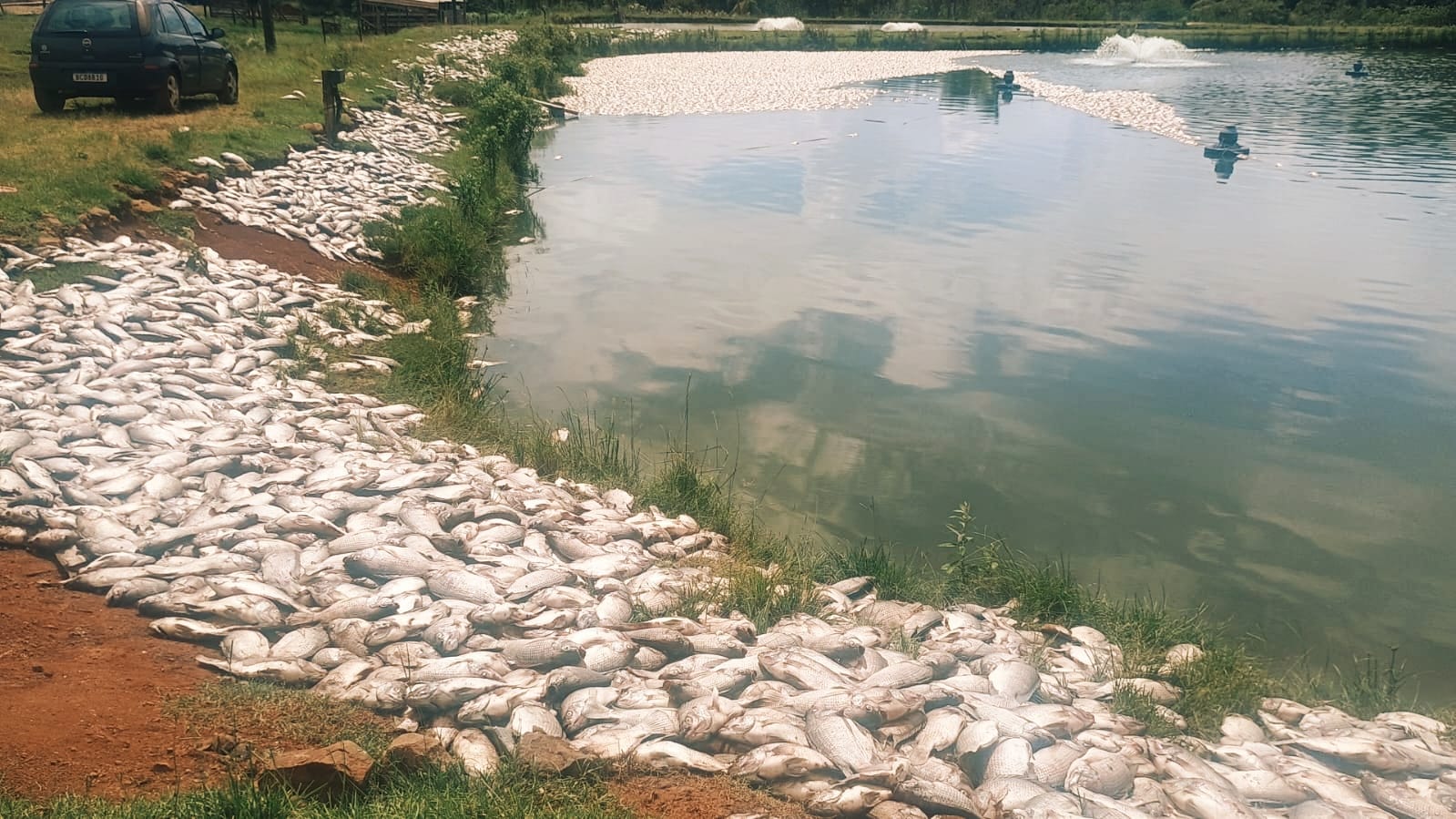 Empresários perdem mais de 50 mil quilos de peixes após falta de energia em Cascavel
