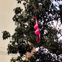 Imagem referente a Já é Natal? Árvore ganha decoração diferenciada em Cascavel