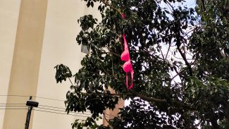 Já é Natal? Árvore ganha decoração diferenciada em Cascavel