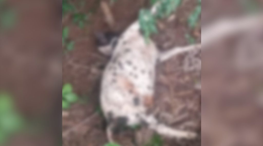 Moradores denunciam descarte irregular de animais mortos em córrego de Santa Helena