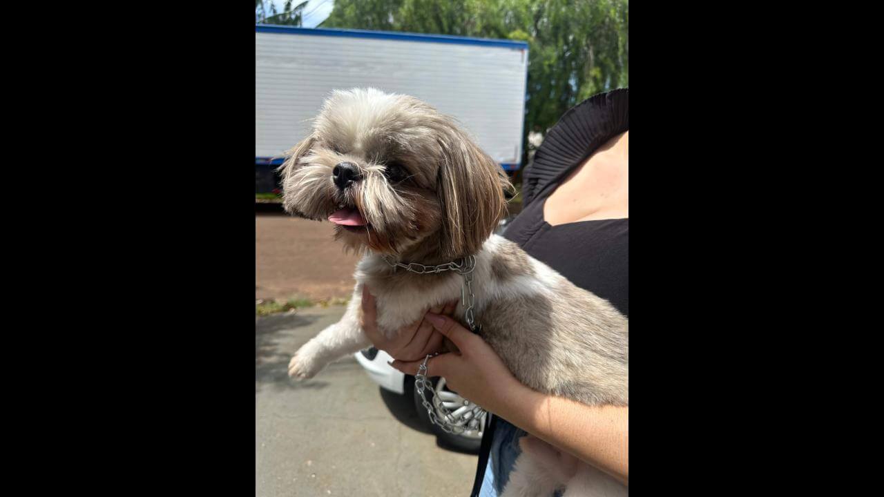 Cachorro é encontrado no bairro Esmeralda