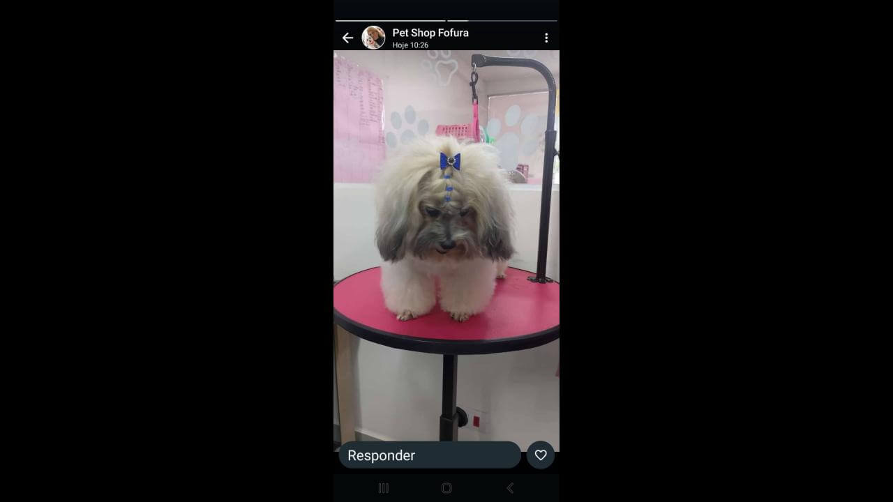 Cachorra Ayla desapareceu no bairro Pacaembu