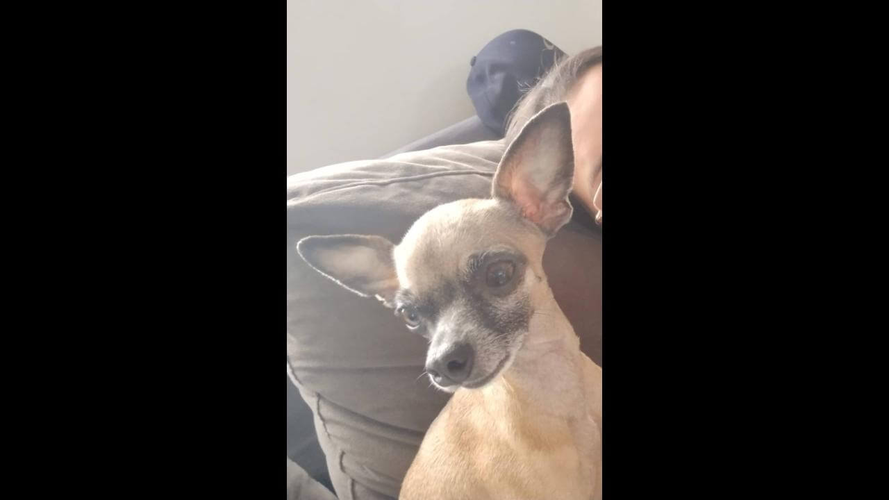 Cachorra Madame desapareceu no bairro Barcelona