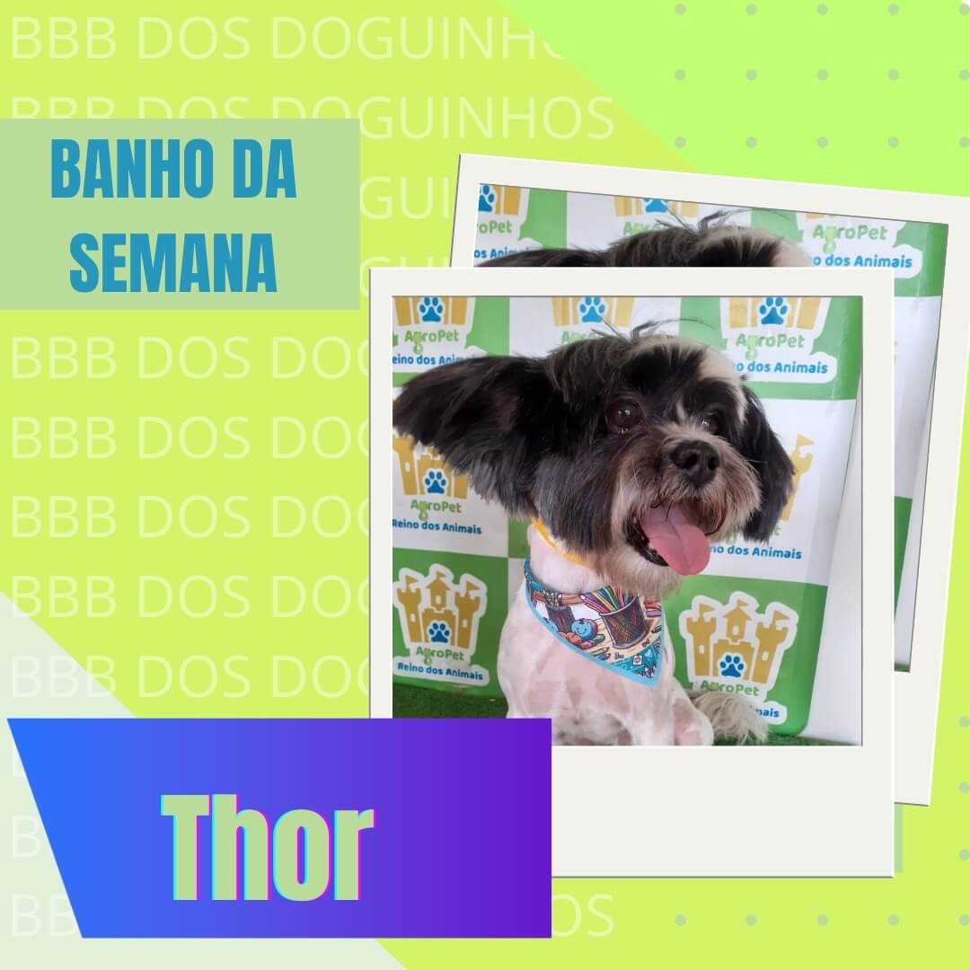 Cachorro Thor desapareceu no bairro Esmeralda
