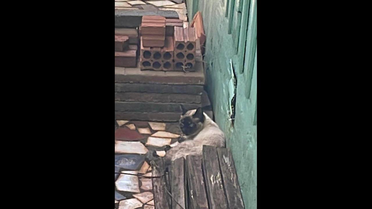 Gato é encontrado no bairro Neva