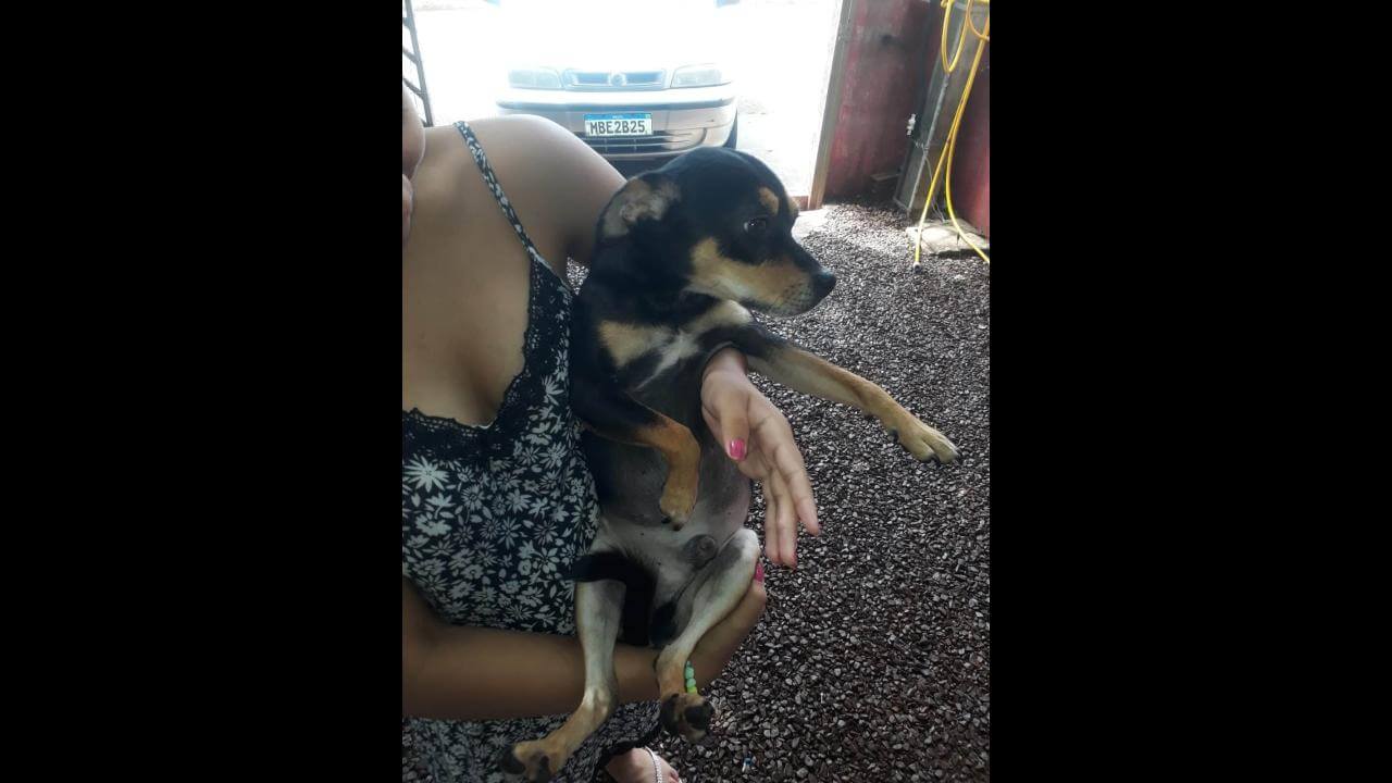 Cachorro desapareceu no bairro Interlagos Cachorro desapareceu no bairro Interlagos