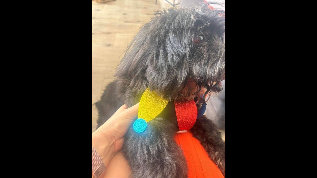 Cachorro Tobby desapareceu no bairro Barcelona Cachorro Tobby desapareceu no bairro Barcelona